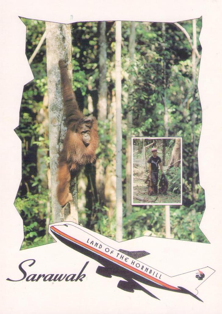 Semonggok Wildlife Rehabilitation Centre, orang utan (Kuching, Sarawak, East Malaysia)