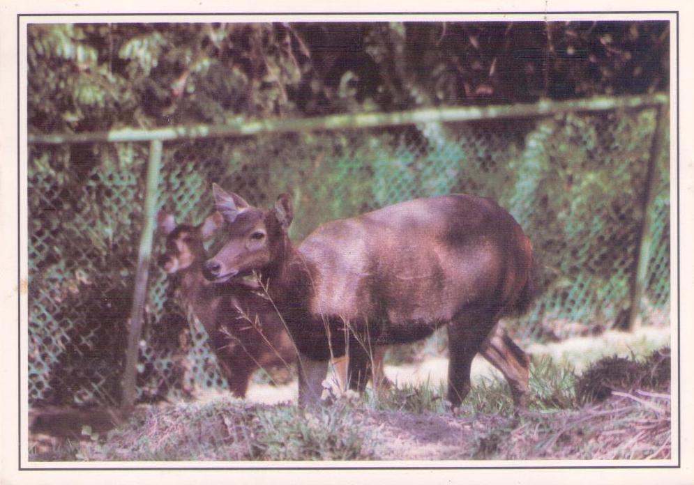 Barking Deer (East Malaysia)