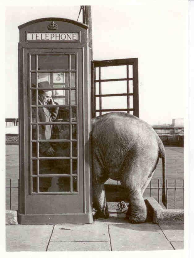 Elephant and phone booth