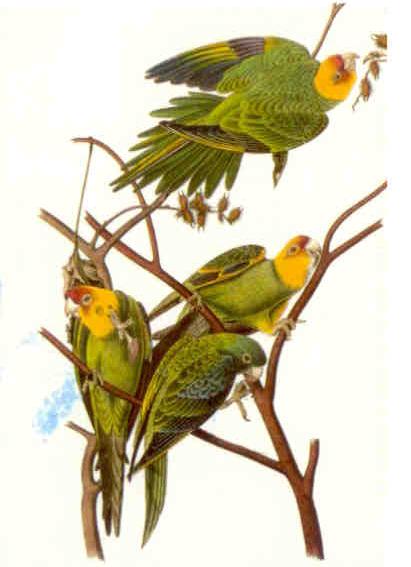 Carolina Parakeet, James Audubon (USA)