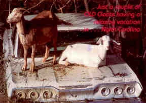Old Goats in North Carolina