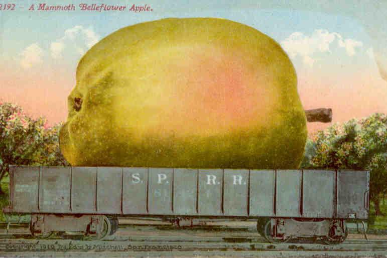 A Mammoth Belleflower Apple