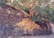 Amate tree, Chihuahua (Mexico)