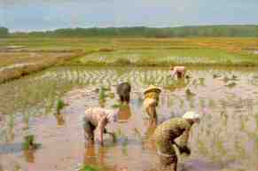 Rice paddy fields (Malaysia)