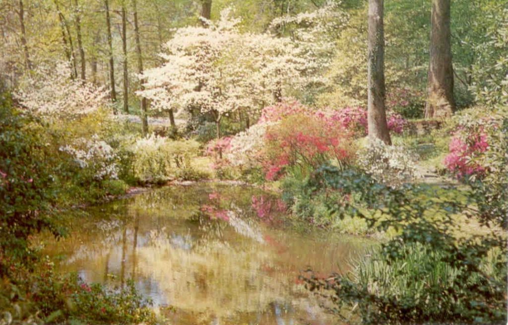 Dogwood and azaleas (Georgia, USA)