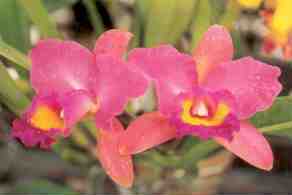 Orchid, Laeliocattleya Sakuna (Malaysia)