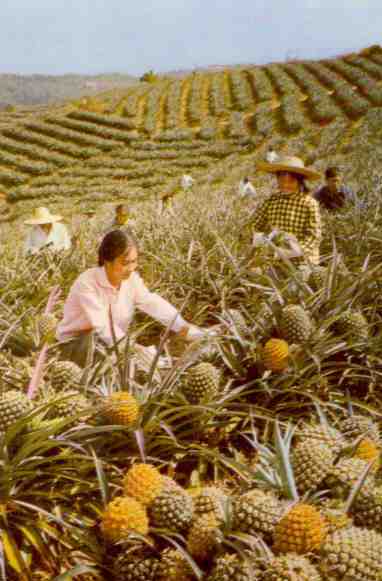 Pineapples (Nanning, China)