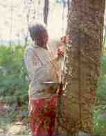 Woman tapping rubber (Malaysia)
