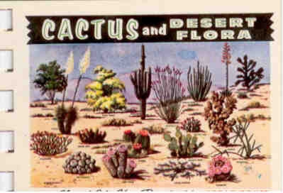 Cactus and desert flora (folio)