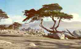 Cypress tree (California)