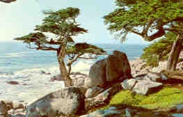 Pescadero Point cypress (USA)