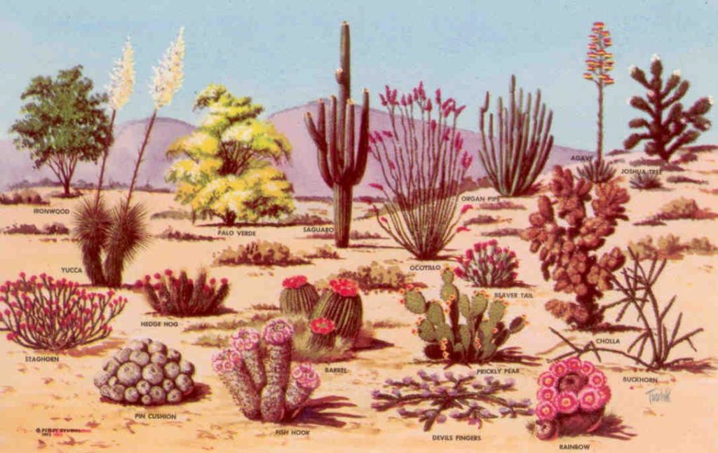 Cacti and desert flora of the Southwest