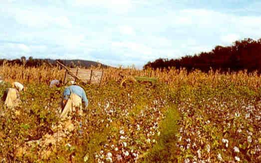 Cotton pickin’ time in Dixie