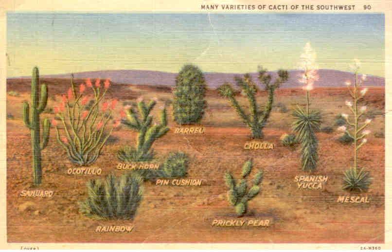 Many varieties of cacti