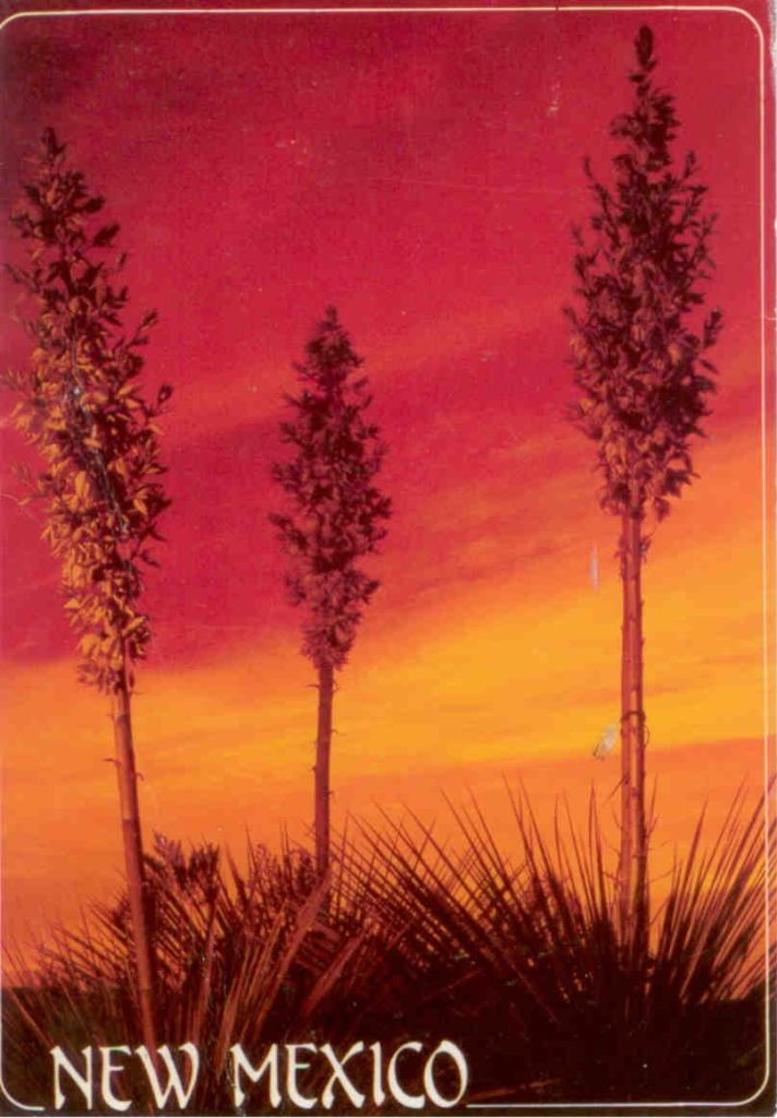 Yuccas (New Mexico)