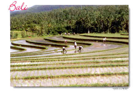 Rice field (Bali)