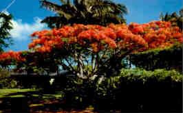 Flame tree (Hawaii)