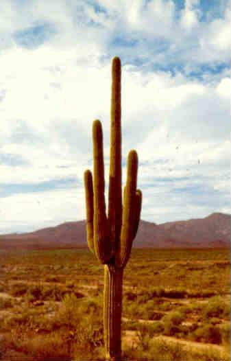 Saguaro cactus (USA)