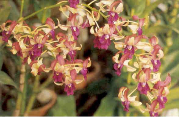 Orchid, Dendrobium Ho King (Malaysia)
