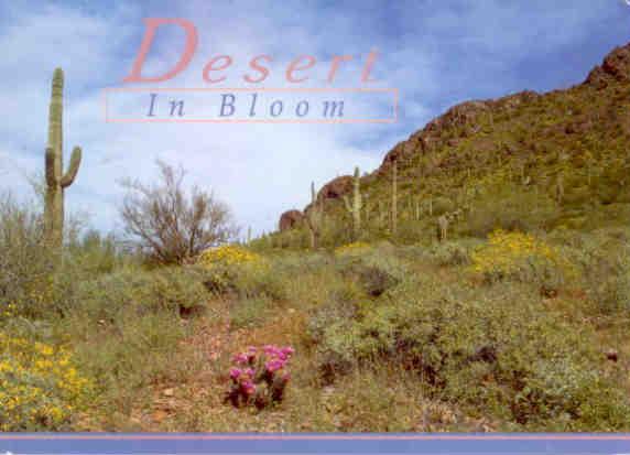 Desert in Bloom (USA)