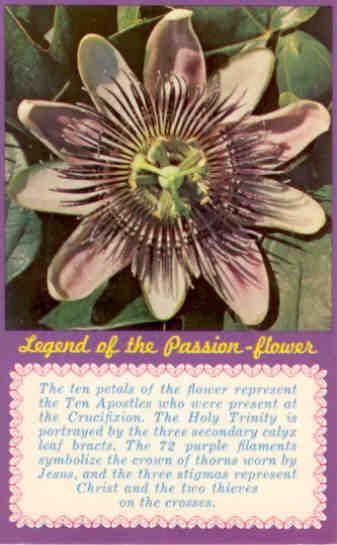 Passion flower (Passiflora incarnata)
