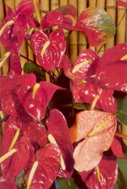Red anthurium (Hawaii)