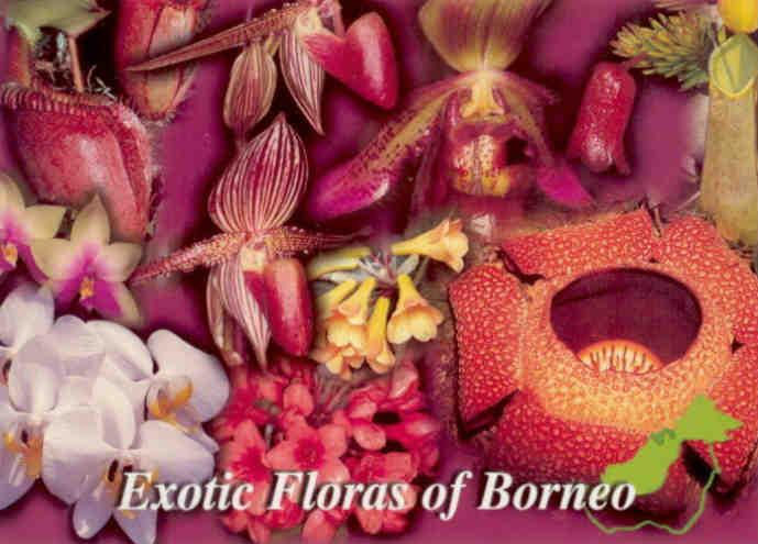 Exotic Floras of Borneo (Malaysia)
