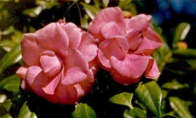 The Purple Dawn (Camellia Japonica)