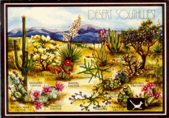 Desert Plants of the Southwest