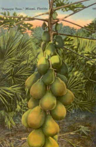 Papaya tree (Florida)