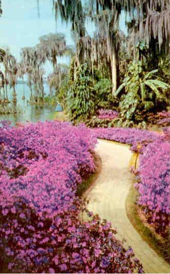 Azaleas, Cypress Gardens (Florida)
