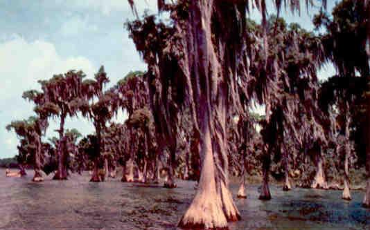 Moss Draped Cypress trees (Florida)