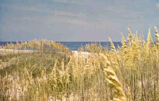 Sea oats (North Carolina, USA)