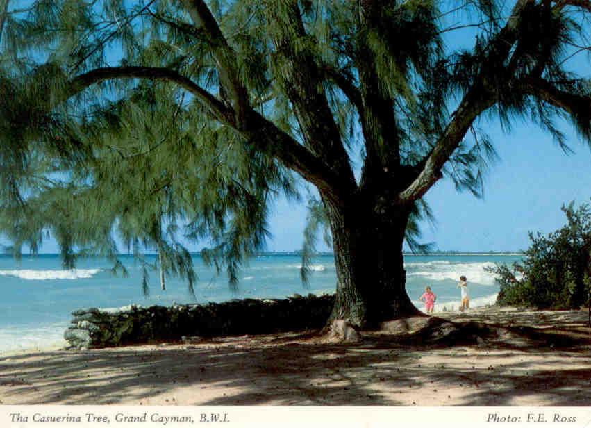 The Casuerina Tree, Cayman Islands
