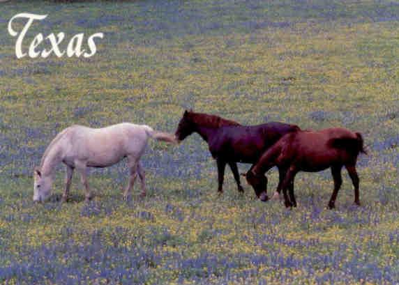 Horses and Bluebonnets (Texas)