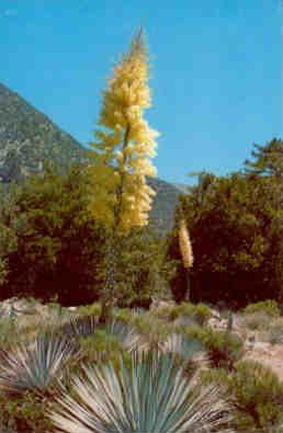 Native Yucca in bloom (USA)