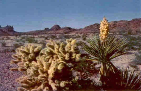 Cholla and Yucca Cacti