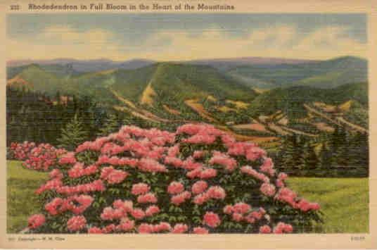Rhodendron in Full Bloom in the Heart of the Mountains