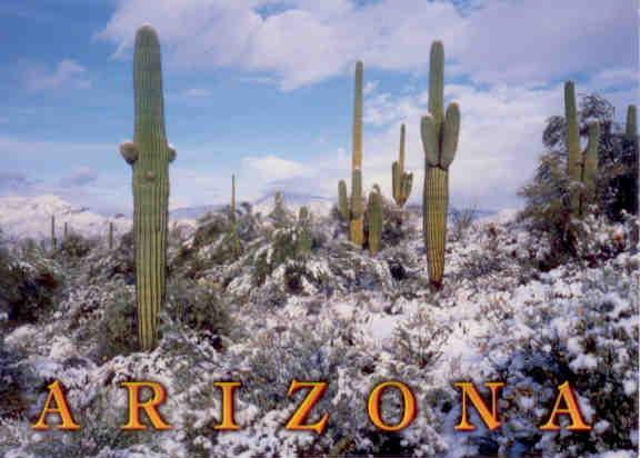 Saguaro cactus in winter (Arizona, USA)