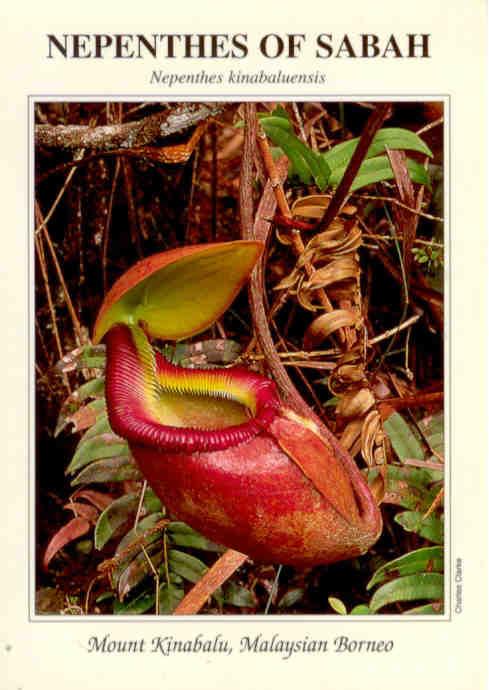 Nepenthes of Sabah: Nepenthes kinabaluensis (Malaysia)
