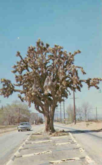 Joshua Tree, Lancaster (California)