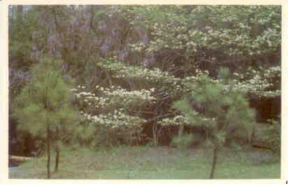 Dogwood and Wisteria (USA)