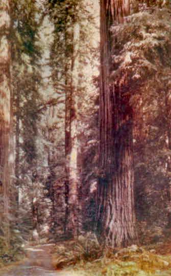 Winding Trail through Redwoods (California)