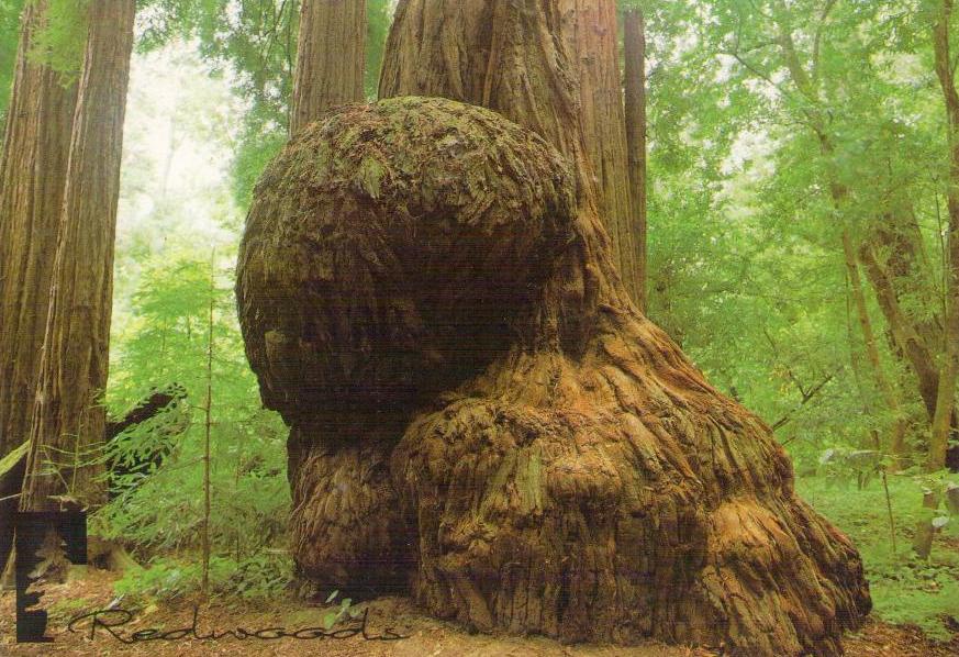 Redwood Burls (USA)