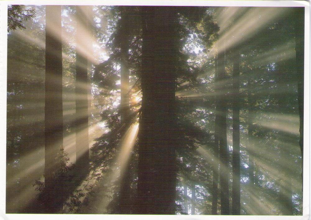 Coast Redwoods – Lady Bird Johnson Grove (California)