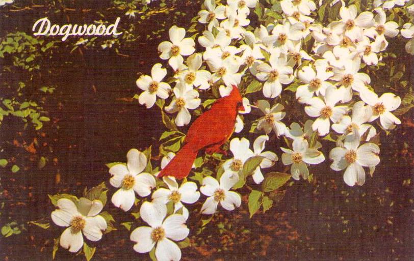 Dogwood in bloom (USA)