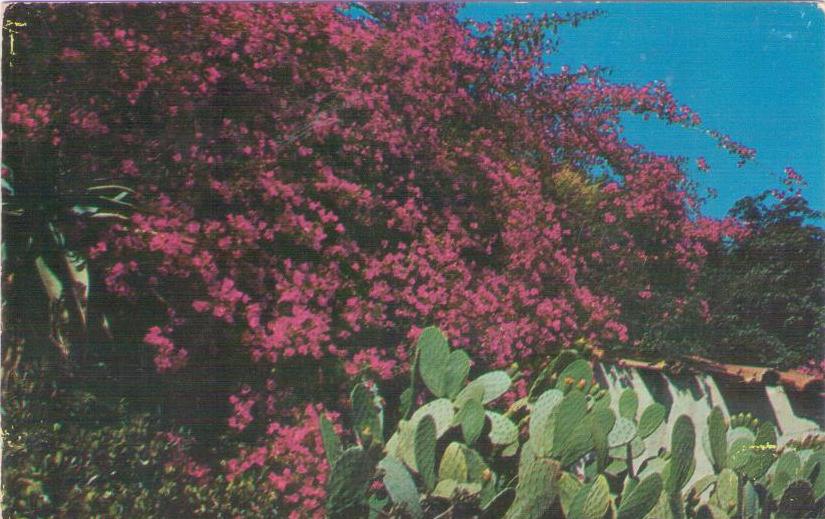 Bougainvillea and Cactus in a California garden