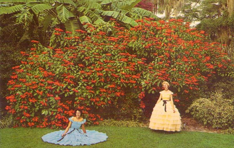 Cypress Gardens, poinsettias in full bloom (Florida, USA)