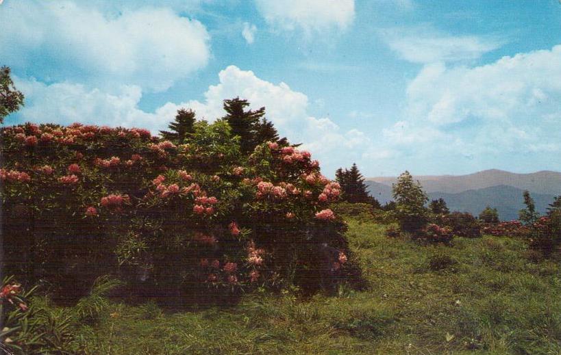 World’s Largest Rhododendron Garden (USA)