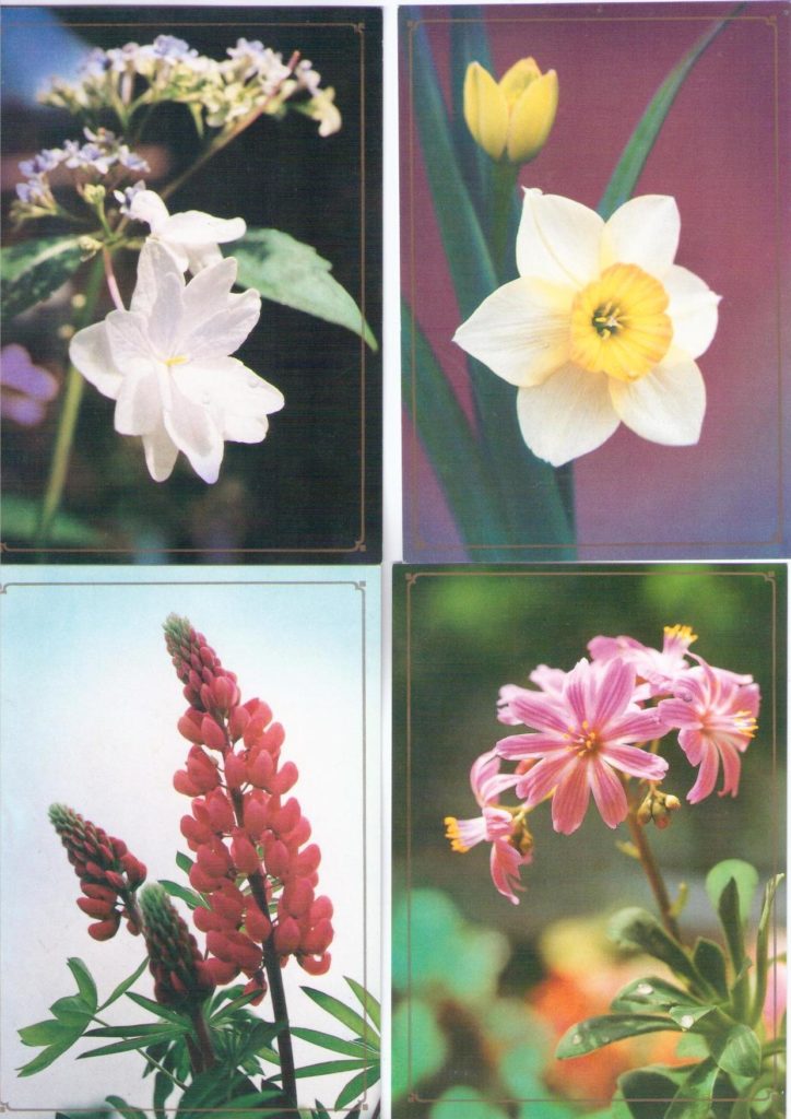 Gift flowers (set of five) (DPR Korea)